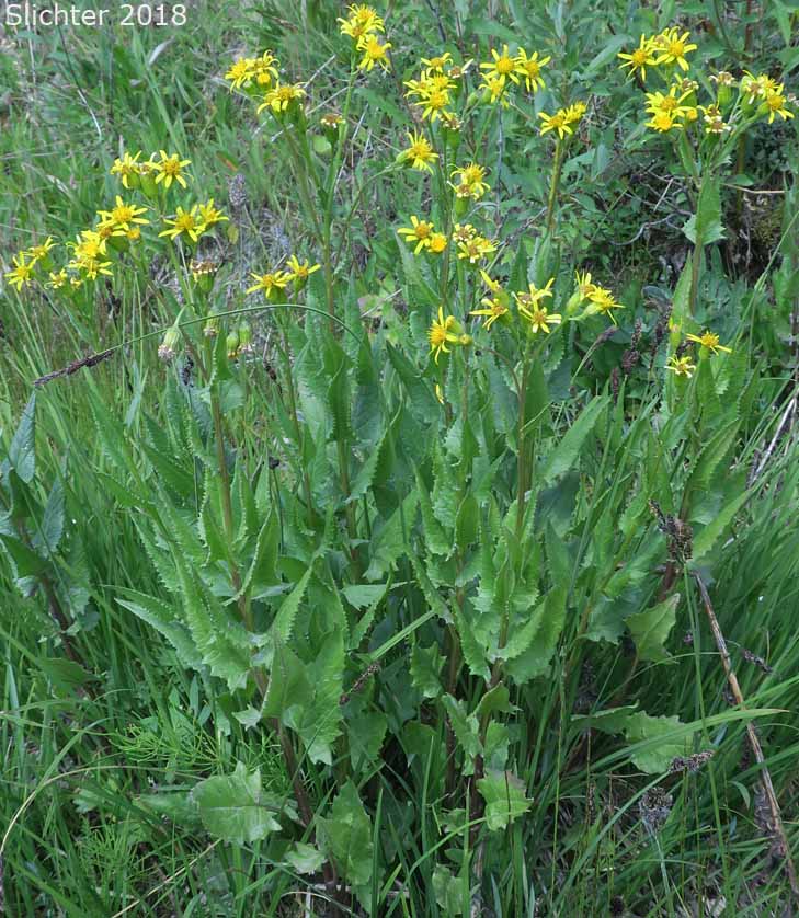 Arrowleaf Butterweed, Arrowleaf Groundsel, Arrowleaf Ragwort: Senecio triangularis var. triangularis (Synonyms: Senecio triangularis, Senecio triangularis var. angustifolius)