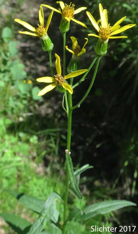 Inflorescence of Arrowleaf Butterweed, Arrowleaf Groundsel, Arrowleaf Ragwort: Senecio triangularis var. triangularis (Synonyms: Senecio triangularis, Senecio triangularis var. angustifolius)