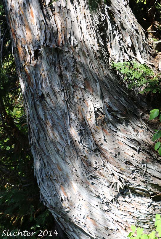 Bark of Alaska Cedar, Alaska Yellow Cedar, Nootka Cedar, Nootka Cypress, Sitka Cedar, Sitka Cypress: Callitropsis nootkatensis (Synonyms: Chamaecyparis nootkatensis, Cupressus nootkatensis)