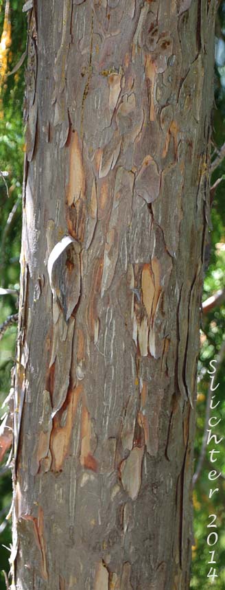 Alaska Cedar, Alaska Yellow Cedar, Nootka Cedar, Nootka Cypress, Sitka Cedar, Sitka Cypress: Callitropsis nootkatensis (Synonyms: Chamaecyparis nootkatensis, Cupressus nootkatensis)