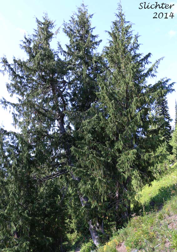 Alaska Cedar, Alaska Yellow Cedar, Nootka Cedar, Nootka Cypress, Sitka Cedar, Sitka Cypress: Callitropsis nootkatensis (Synonyms: Chamaecyparis nootkatensis, Cupressus nootkatensis)