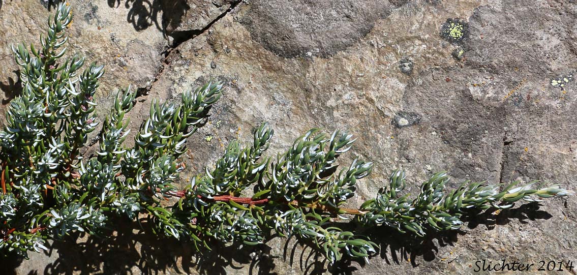 50g 100g Wacholder Wacholderholz Juniperus communis juniper wood
