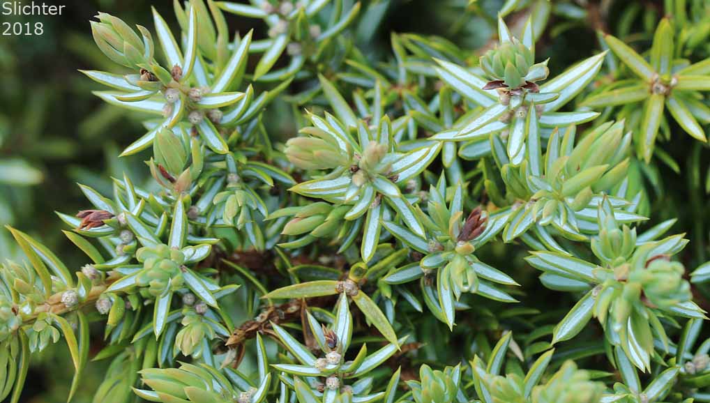 Common Juniper: Juniperus communis var. depressa 