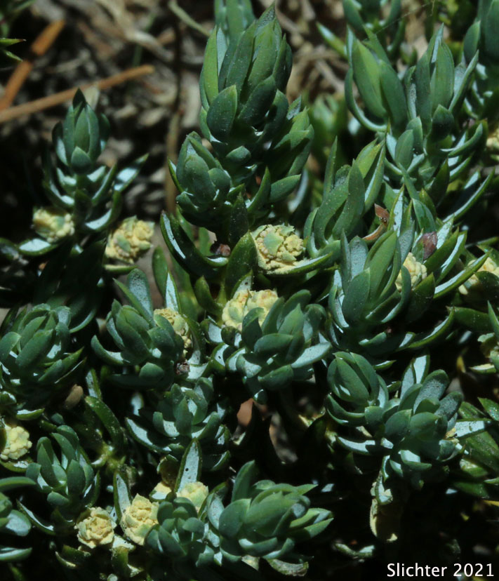 Pollen cones of Jack's Juniper: Juniperus communis var. jackii (Synonym: Juniperus jackii)