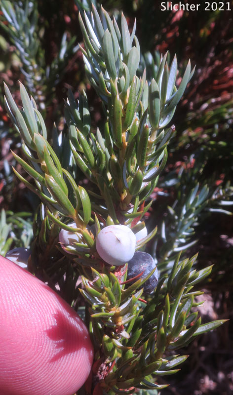 Jack's Juniper: Juniperus communis var. jackii (Synonym: Juniperus jackii)