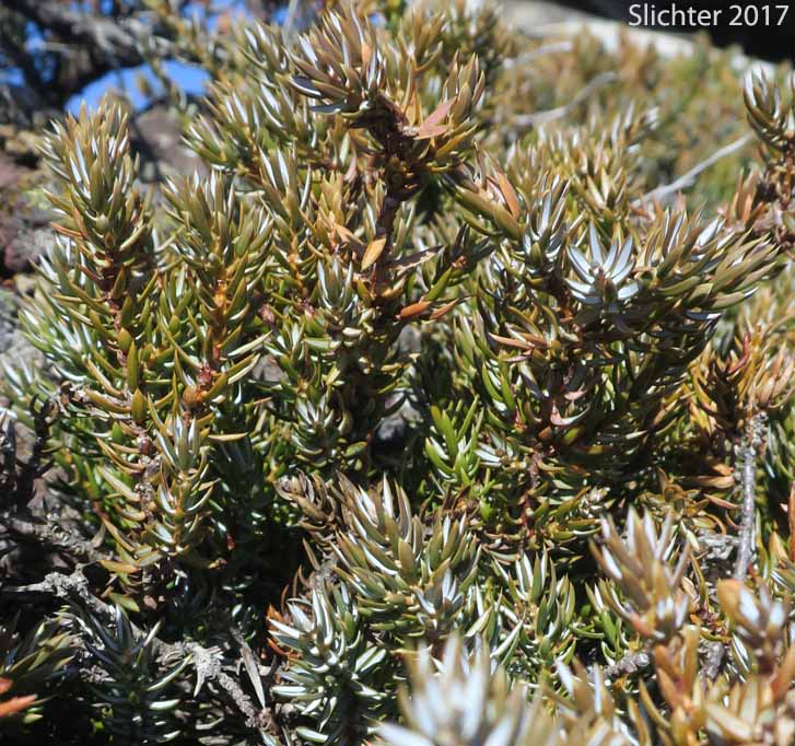 Common Juniper: Juniperus communis var. montana (Synonyms: Juniperus communis ssp. jackii, Juniperus communis ssp. montana, Juniperus nana, Juniperus sibirica)