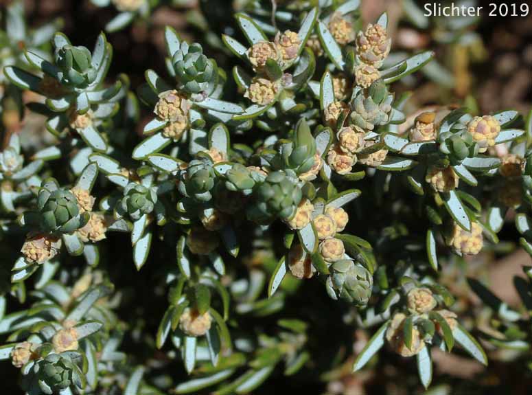 Jack's Juniper: Juniperus communis var. jackii (Synonym: Juniperus jackii)