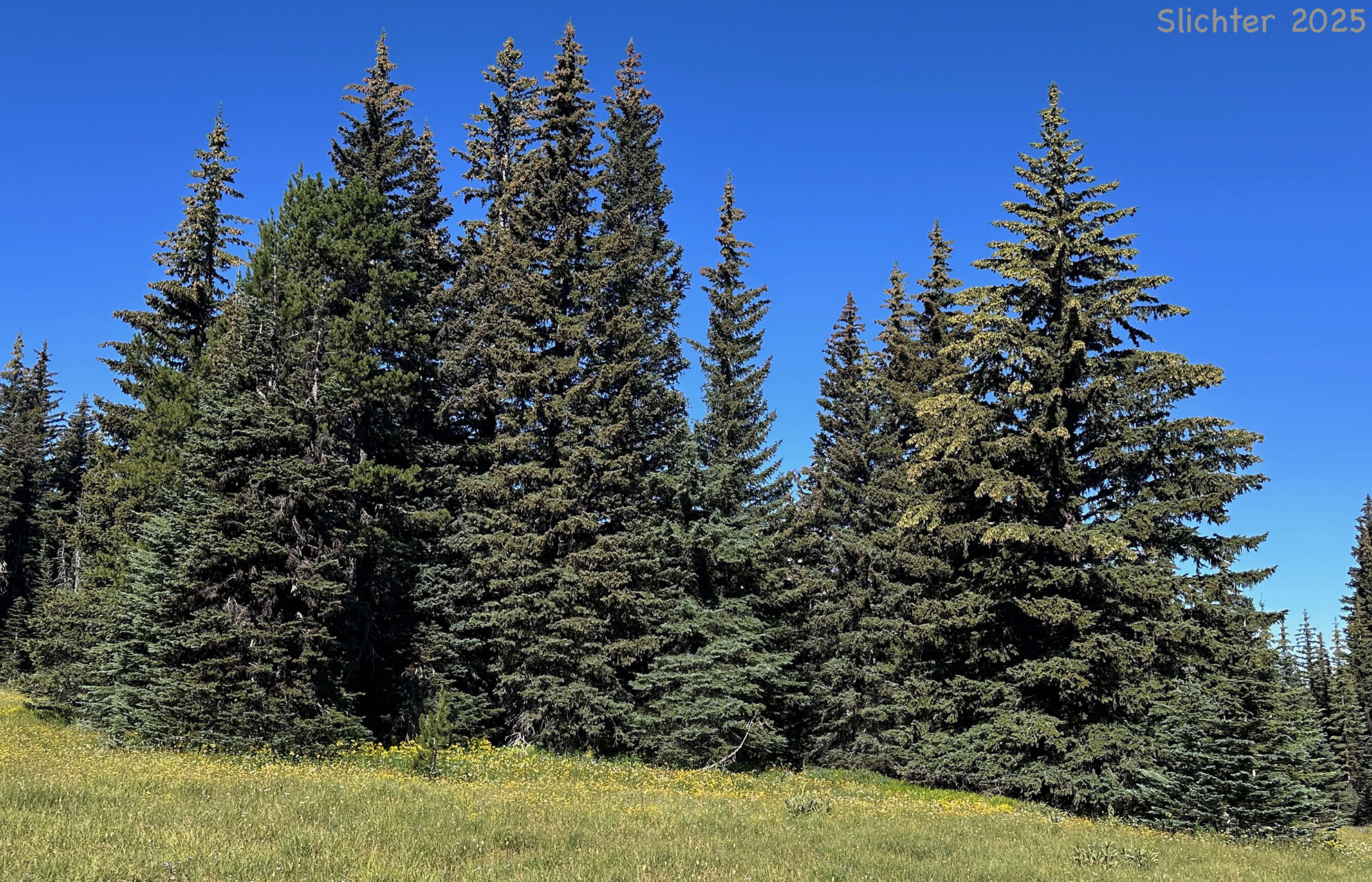 Engelmann Spruce: Picea engelmannii (Synonyms: Picea engelmannii var. engelmannii, Picea engelmannii ssp. engelmannii, Picea engelmannii var. glabra, Picea glauca ssp. engelmannii, Picea glauca var. engelmannii)