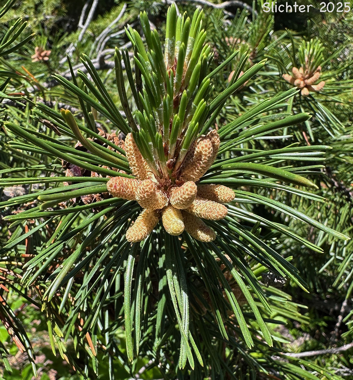 Pollen cones and needles of Lodgepole Pine: Pinus contorta var. latifolia (Synonyms: Pinus contorta ssp. latifolia, Pinus contorta var. murrayana, Pinus contorta ssp. murrayana, Pinus divaricata var. hendersonii, Pinus divaricata var. latifolia)