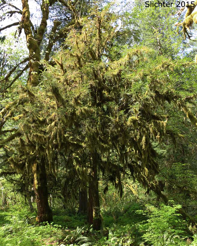 Pacific Yew, Western Yew: Taxus brevifolia (Synonyms: Taxus baccata ssp. brevifolia, Taxus baccata var. brevifolia, Taxus baccata var. canadensis, Taxus lindleyana, Taxux bourcieri)