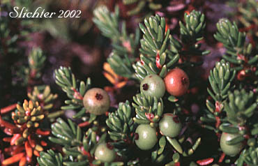 Black Crowberry, Curlew Berry, Moss Berry: Empetrum nigrum (Synonyms: Empetrum eamesii ssp. hermaphroditum, Empetrum hermaphroditum, Empetrum nigrum ssp. hermaphroditum, Empetrum nigrum var. hermaphroditum)