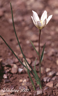 Alp Lily, Common Alplily: Lloydia serotina var. serotina (Synonym: Lloydia serotina ssp. serotina)