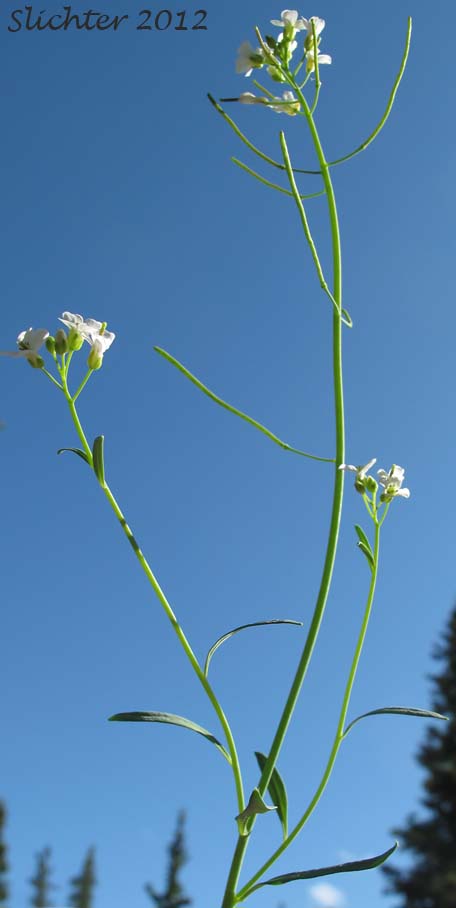 Upper stem leaves, developing fruits and flowers of Kamchatka Rockcress, Lyrate Rockcress: Arabis lyrata ssp. kamchatica (Synonyms: Arabis lyrata ssp. kamchatica, Arabis lyrata var. kamchatica, Cardaminopsis kamchatica) 