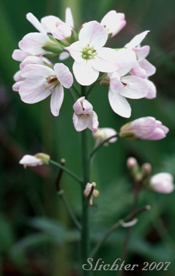 Inflorescence of Cuckoo Flower, Lady's Smock, Meadowcress: Cardamine pratensis (Synonym: Dracamine pratensis) 