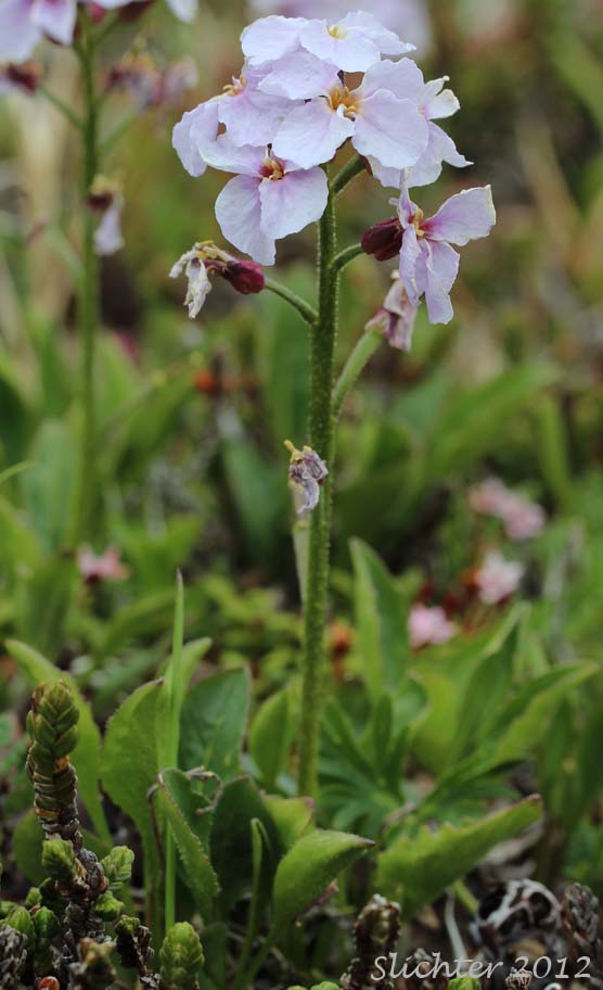 Cuckoo Flower, Lady's Smock, Meadowcress: Cardamine pratensis (Synonym: Dracamine pratensis)