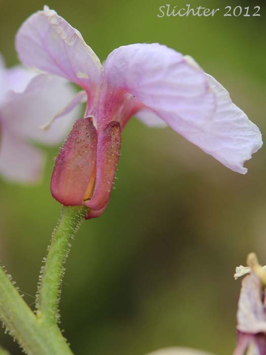 Close-up of the sepals of Cuckoo Flower, Lady's Smock, Meadowcress: Cardamine pratensis (Synonym: Dracamine pratensis)