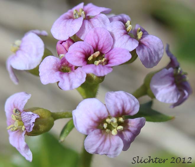 Close-up of the inflorescence of Bittercress, Purple Bittercress, Purplecress: Cardamine purpurea  (Synonyms: Cardamine purpurea var. albiflora, Cardamine purpurea var. albiflos, Cardamine purpurea var. lactiflora)