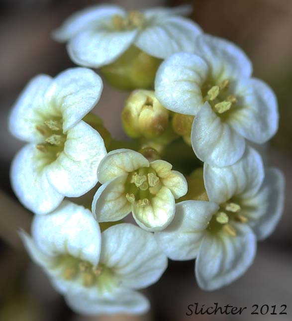 Close-up of the inflorescence of Bittercress, Purple Bittercress, Purplecress: Cardamine purpurea  (Synonyms: Cardamine purpurea var. albiflora, Cardamine purpurea var. albiflos, Cardamine purpurea var. lactiflora)