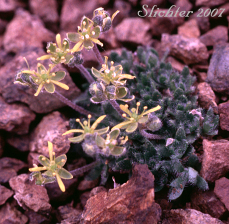 Anadyr Draba: Draba stenopetala (Synonym: Draba stenopetala var. purpurea)