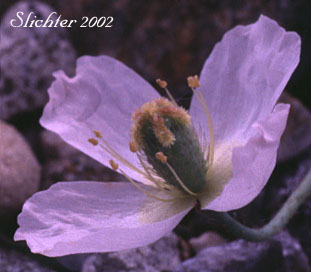 Flower of Pale Poppy, Pink Poppy: Papaver alboroseum