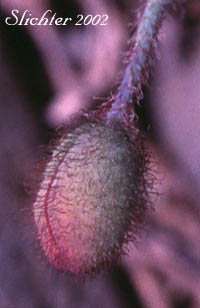 Flower bud of Pale Poppy, Pink Poppy: Papaver alboroseum