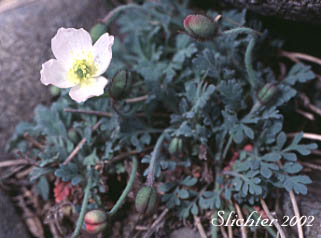 Pale Poppy, Pink Poppy: Papaver alboroseum