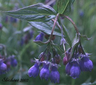 Inflorescence of Chiming Bells, Blue Bells: Mertensia paniculata