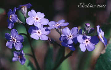 Flowers of Alpine Forget-me-not, Asian Forget-me-not: Myosotis asiatica (Synonyms: Myosotis alpestris, Myosotis alpestris ssp. asiatica, Myosotis sylvatica var. alpestris)