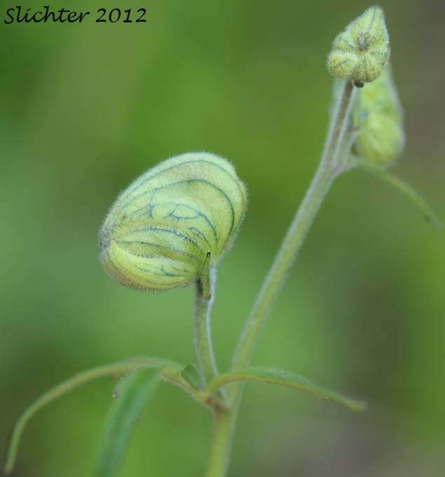 Larkspurleaf Monkshood: Aconitum delphinifolium ssp. delphinifolium (Synonym: Aconitum delphinifolium var. albiflorum)