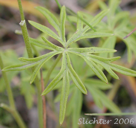 Stem leaf of Larkspurleaf Monkshood: Aconitum delphinifolium ssp. delphinifolium (Synonym: Aconitum delphinifolium var. albiflorum)