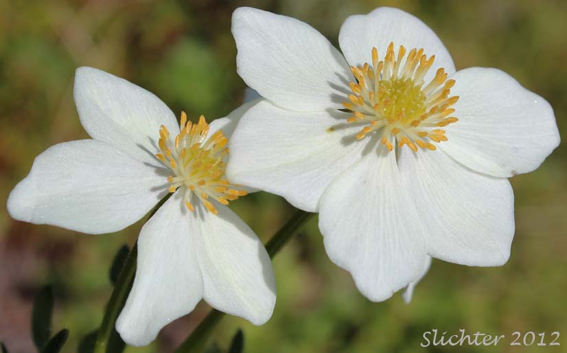Close-up of the flowers of Wild Narcissus, Narcissus Anemone, Narcissus-flowered Anemone, Narcissus-flowered Thimbleweed: Anemone narcissiflora