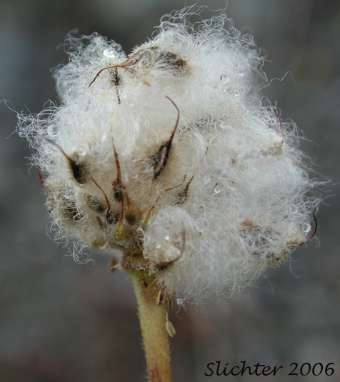 Seed head of Northern Anemone, Small-flowered Anemone, Small-flowered Thimbleweed, Windflower: Anemone parviflora (Synonyms: Anemone borealis, Anemone parviflora var. grandiflora)