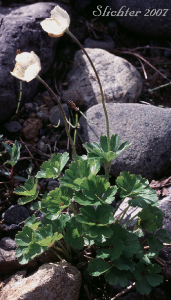Northern Anemone, Small-flowered Anemone, Small-flowered Thimbleweed, Windflower: Anemone parviflora (Synonyms: Anemone borealis, Anemone parviflora var. grandiflora)