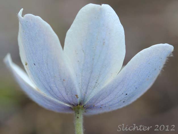 Close-up of the bluish underside of the sepals of Northern Anemone, Small-flowered Anemone, Small-flowered Thimbleweed, Windflower: Anemone parviflora (Synonyms: Anemone borealis, Anemone parviflora var. grandiflora)