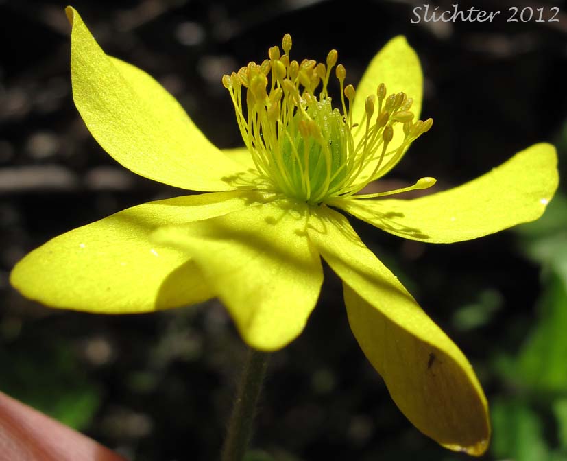 Close-up of a flower of Richardson's Anemone, Yellow Anemone, Yellow Thimbleweed: Anemone richardsonii (Synonym: Anemone vahlii)