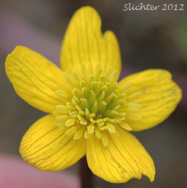 Close-up of the flower of Cowslip, Cowflock, Kingcup, Buttercup, Yellow Marshmarigold: Caltha palustris (Synonyms: Caltha arctica, Caltha asarifolia, Caltha palustris ssp. asarifolia, Caltha palustris var. arctica, Caltha palustris var. asarifolia, Caltha palustris var. flabellifolia)