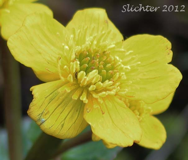 Close-up of a flower of Cowslip, Cowflock, Kingcup, Buttercup, Yellow Marshmarigold: Caltha palustris (Synonyms: Caltha arctica, Caltha asarifolia, Caltha palustris ssp. asarifolia, Caltha palustris var. arctica, Caltha palustris var. asarifolia, Caltha palustris var. flabellifolia)