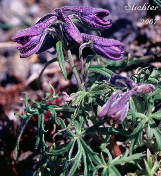 Arctic Larkspur, Dwarf Larkspur, Northern Larkspur: Delphinium brachycentrum (Synonym: Delphinium chamissonis)