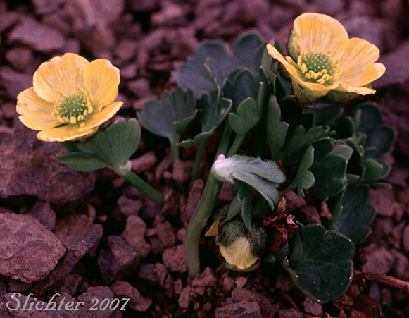 Eschscholtz's Buttercup, Snow Buttercup: Ranunculus echschholtzii var. eschscholtzii (Synonyms: Ranunculus eschscholtzii var. typicus, Ranunculus nivalis var. eschscholtzii)