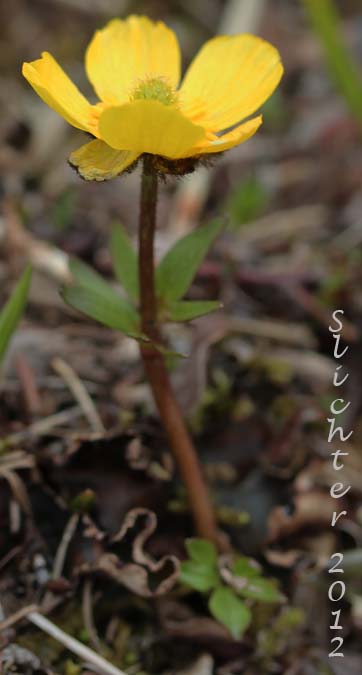 Snow Buttercup: Ranunculus nivalis