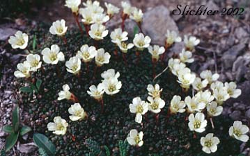 Alaskan Pincushion Plant, Lapland Diapensia: Diapensia obovata (Synonyms: Diapensia lapponica ssp. obovata, Diapensia lapponica var. obovata)