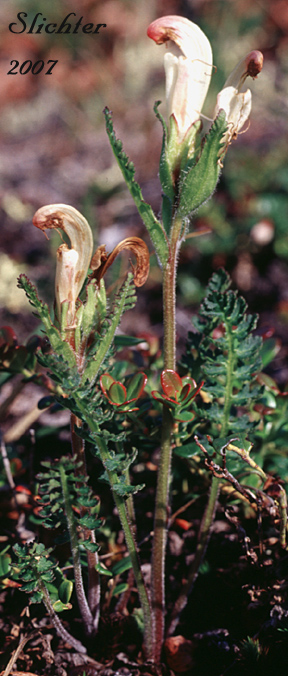 Capitate Lousewort: Pedicularis capitata (Synonym: Pedicularis nelsonii)
