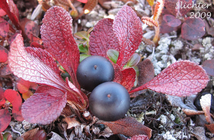 Dark berries and bright red fall foliage of Alpine Bearberry: Arctostaphylos alpina