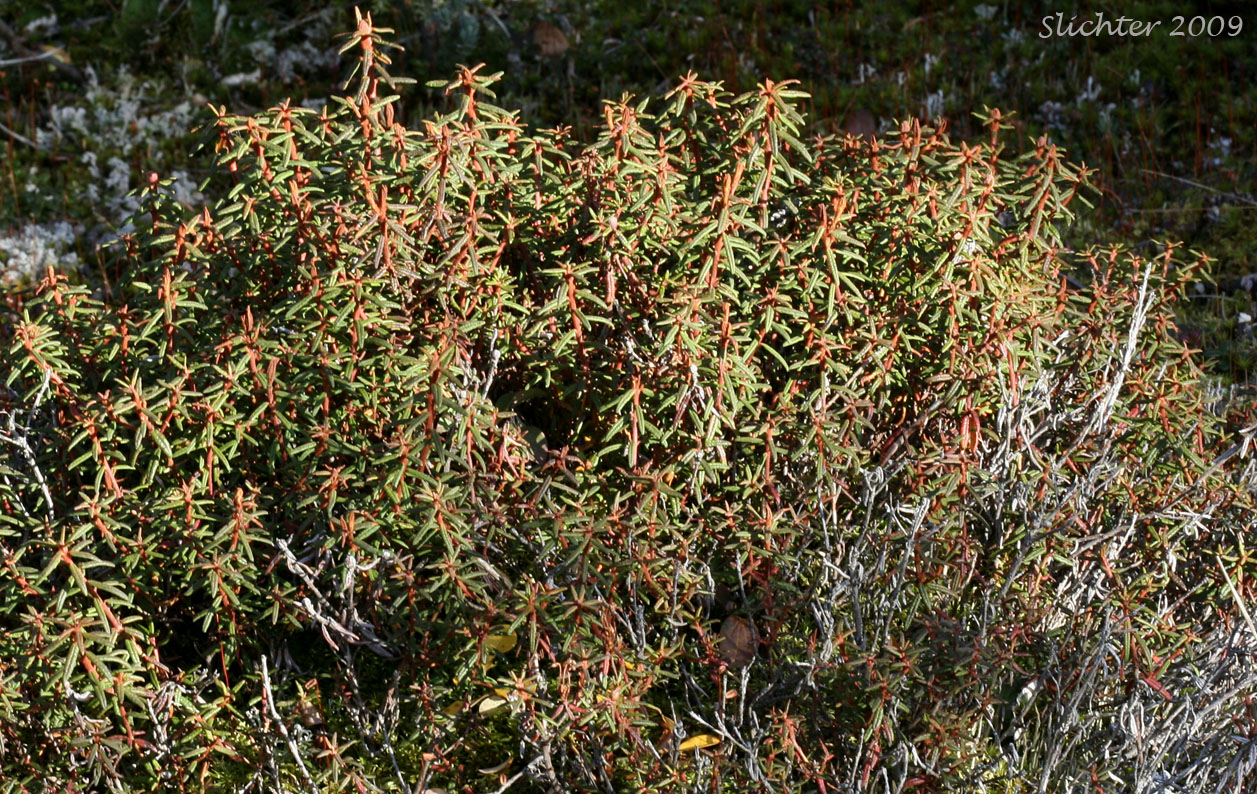 Labrador-tea, Labrador Tea: Rhododendron groenlandica (Synonyms: Ledum groenlandicum, Ledum pacificum, Ledum palustre ssp. groenlandicum)