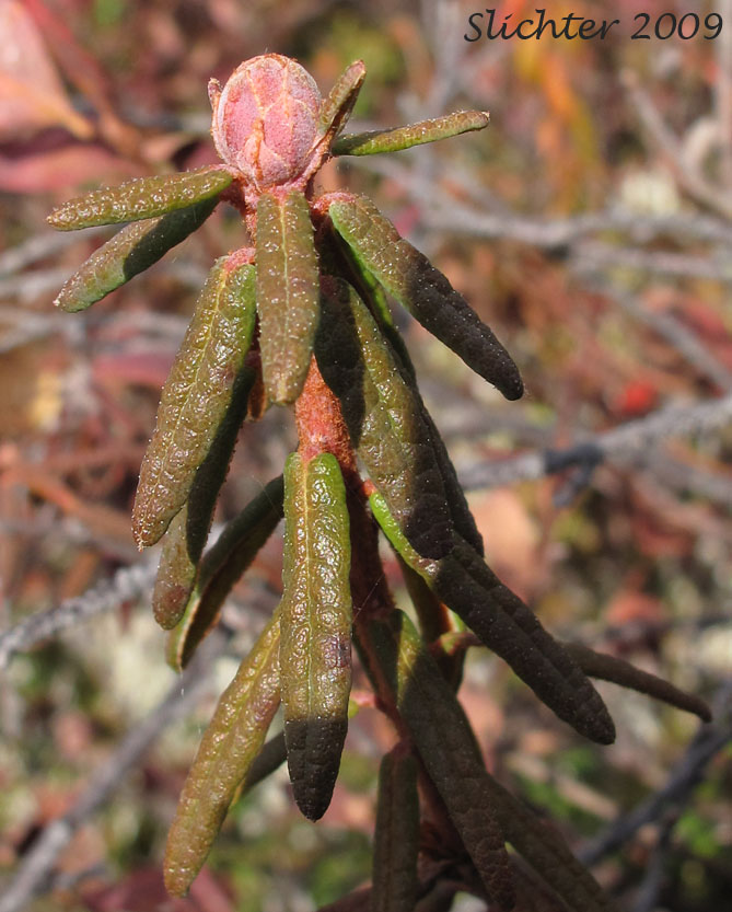 Labrador-tea, Labrador Tea: Rhododendron groenlandicum (Synonyms: Ledum groenlandicum, Ledum pacificum, Ledum palustre ssp. groenlandicum)