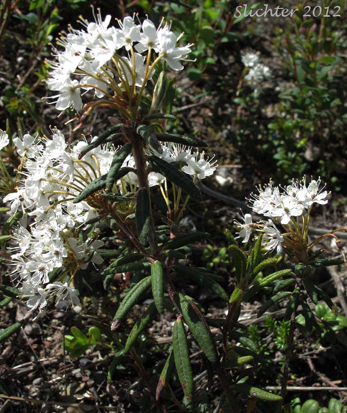 Labrador-tea, Labrador Tea: Rhododendron groenlandicum (Synonyms: Ledum groenlandicum, Ledum pacificum, Ledum palustre ssp. groenlandicum)