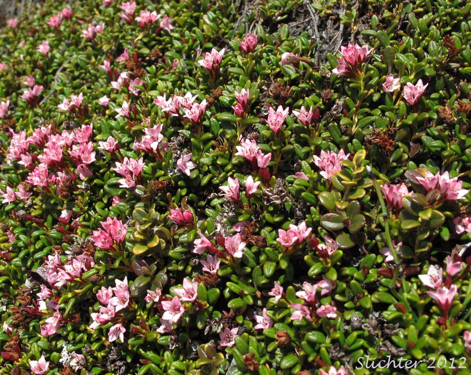 Alpine Azalea, Trailing Azalea: Kalmia procumbens (Synonyms: Azalea procumbens, Chamaecistus procumbens, Loiseleuria procumbens)