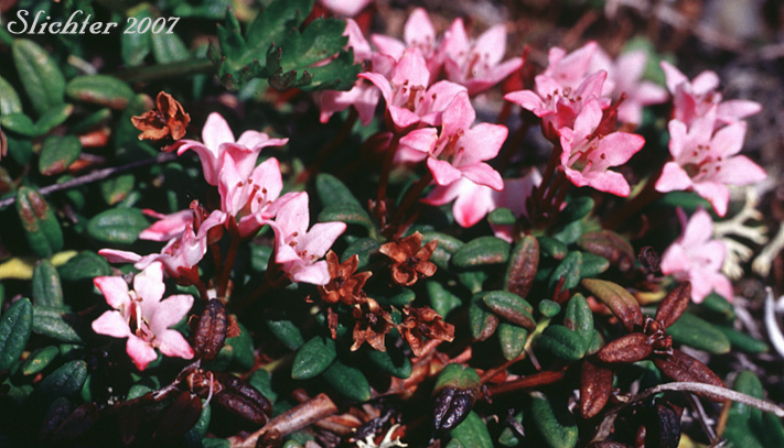 Alpine Azalea: Loiseleuria procumbens