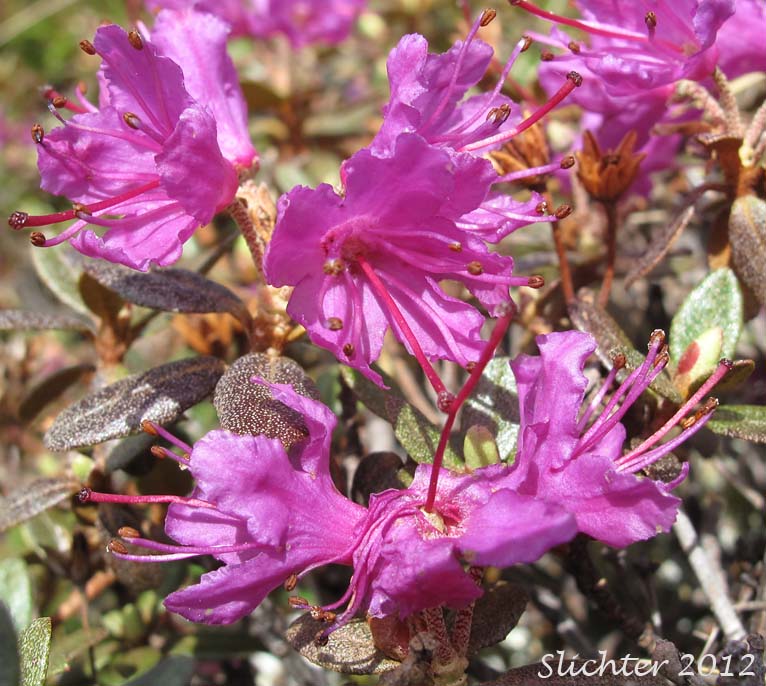 Lapland Rosebay, Lapland Rose-bay: Rhododendron lapponicum (Synonym: Azalea lapponica)