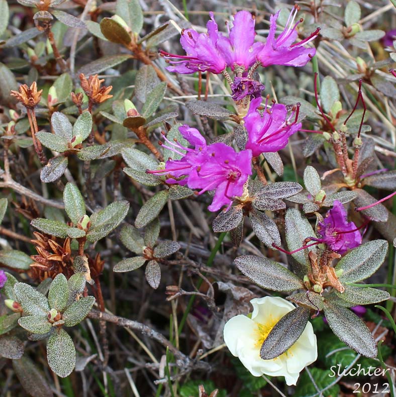 Lapland Rosebay, Lapland Rose-bay: Rhododendron lapponicum (Synonym: Azalea lapponica)